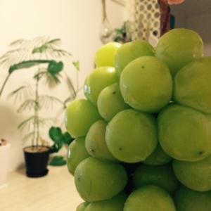 ※本文とぶどうは関係ありません。