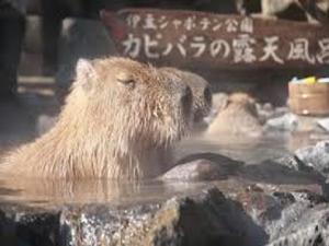※お引渡しとｶﾋﾟﾊﾟﾗは関係ございませんw