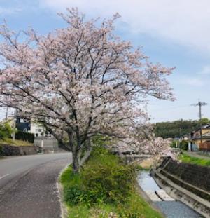 花見したいですね